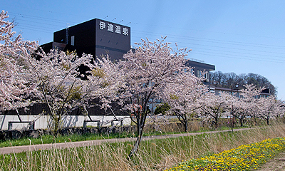 サイクリングロード桜並木