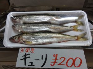 胡瓜魚20180222