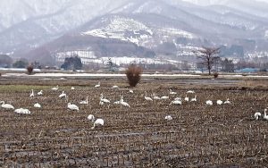 20180313白鳥22