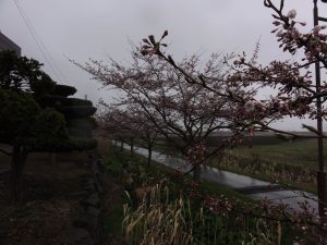 R10501 桜2
