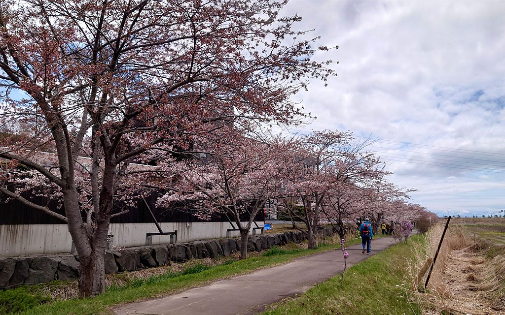 20210502桜02